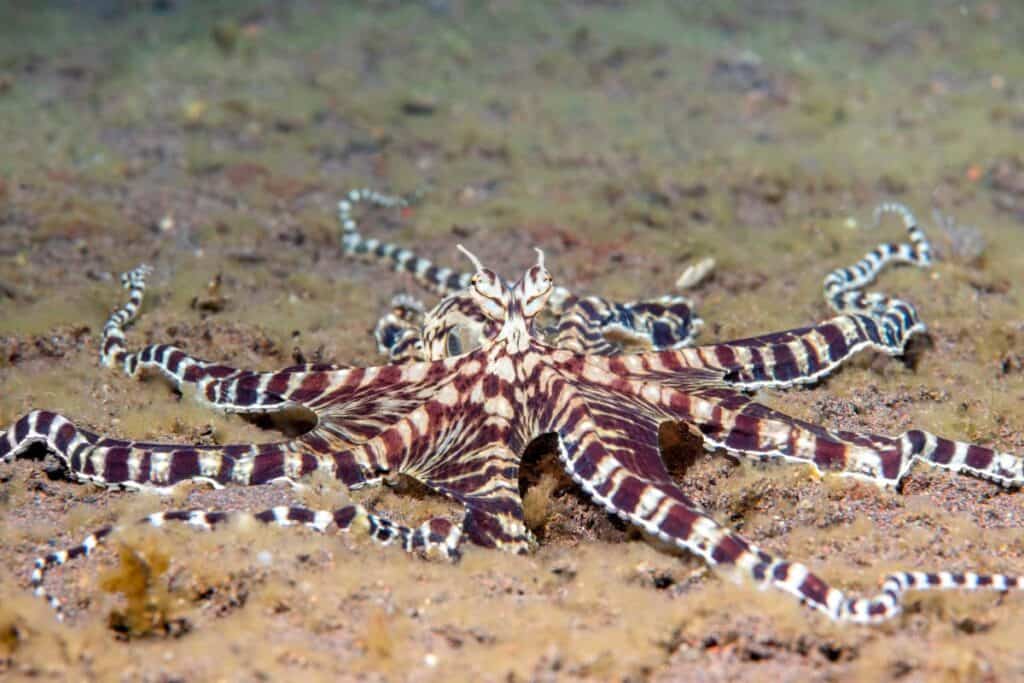 Diver photographing nudibranchs and rare critters in Anilao, a macro paradise for mastering the art of diving in the Philippines