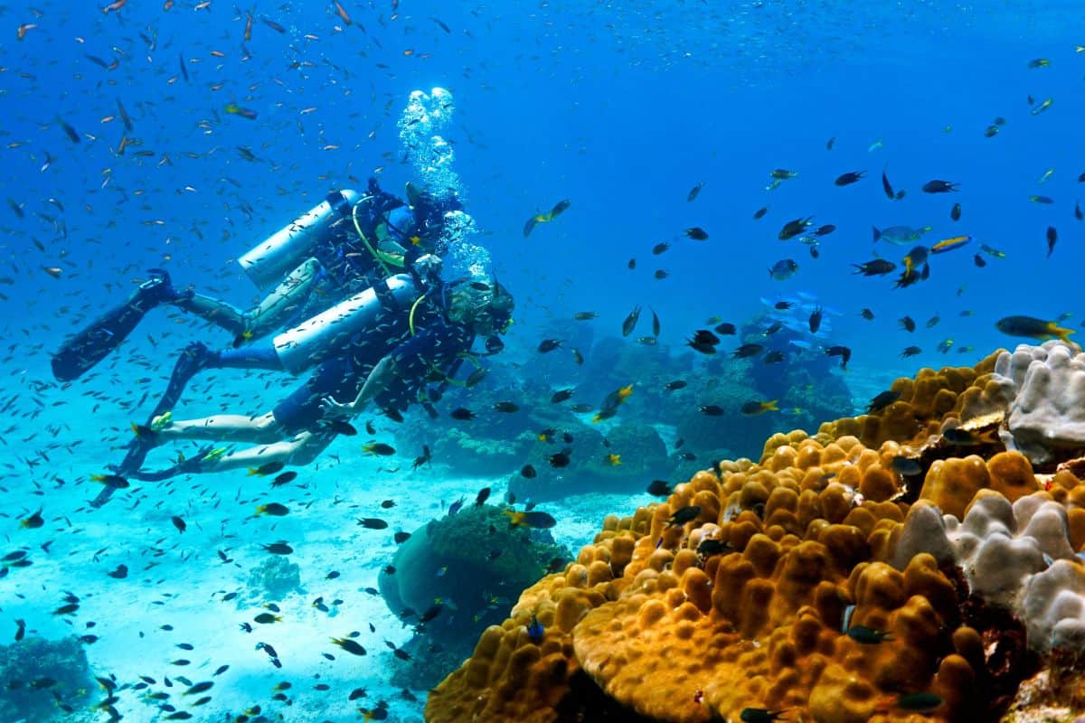 Massive sardine run near reef in Moalboal – Art of Diving in the Philippines