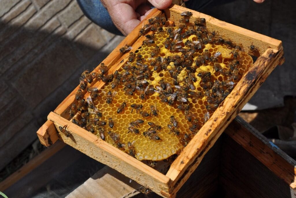 Beekeepers inspecting a honeycomb frame with active bees in a rustic setting.